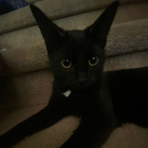 Meet your Posher, Liam